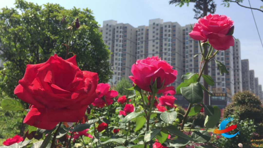 月季缤纷香满城醉美孝昌如期而至