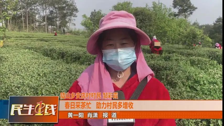 正是春茶飘香时孝昌茶农采茶增收忙