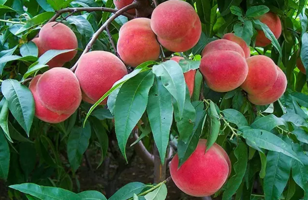 端午节丈人啥都不要只要祝河大血桃