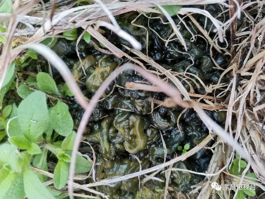 孝昌地上这种黑坨坨长满了孝昌话叫什么