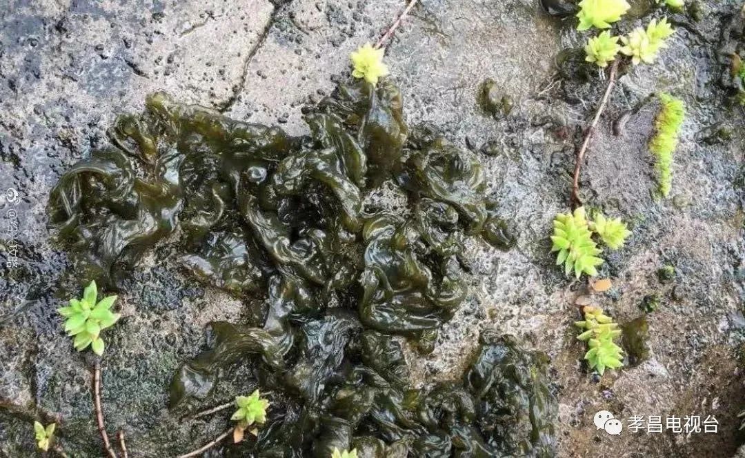 孝昌地上这种黑坨坨长满了孝昌话叫什么