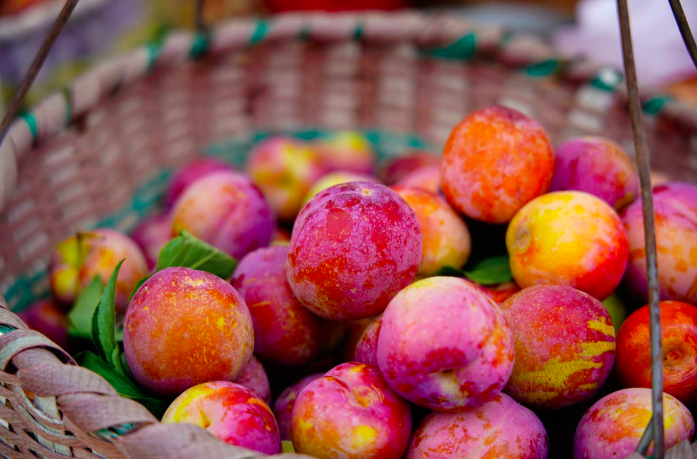 听说今年胭脂李碎了一地观音湖助农紧急售卖又大又甜胭脂李