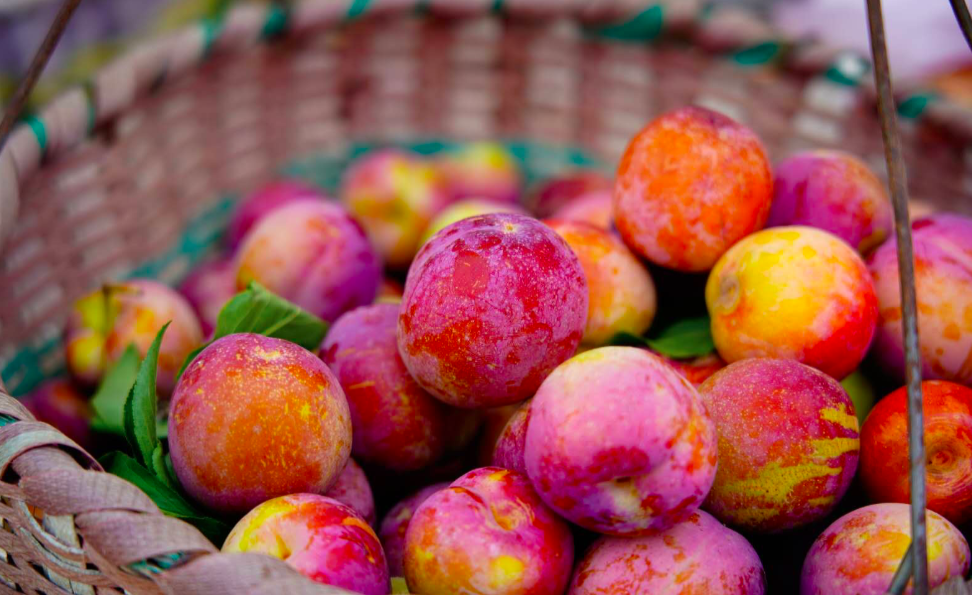 听说今年胭脂李碎了一地观音湖助农紧急售卖又大又甜胭脂李