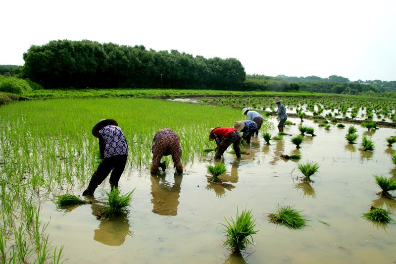 孝昌周巷生态农业基地优质稻红毛粘插秧忙田间风景美如画