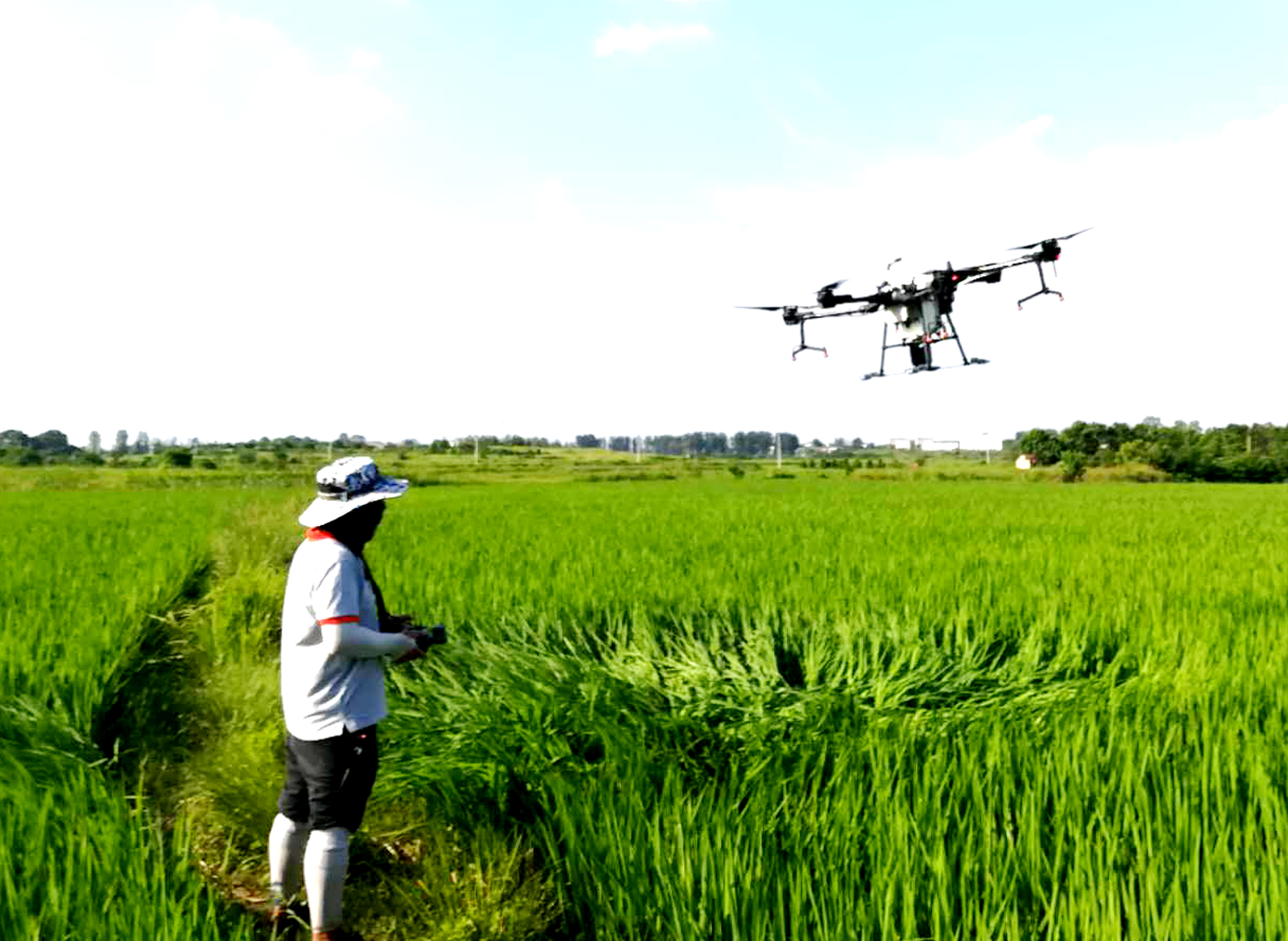 孝昌无人机洒农药为水稻保驾护航