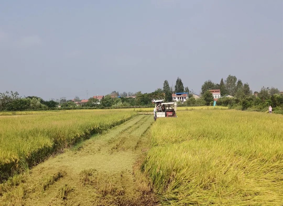 打赢蓝天保卫战,孝昌白沙镇严格落实低茬收割!
