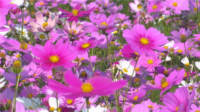 推門見花海扮靚美麗陡山