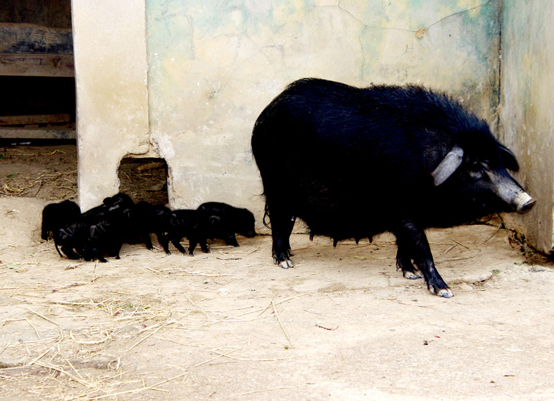 藏香猪拱开致富门