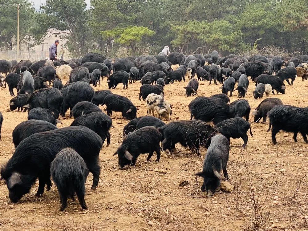 重庆尼泊尔香猪养殖图片
