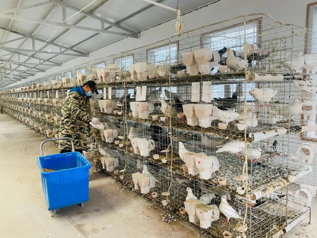 孝昌80后男子返乡创业养肉鸽圆了致富梦