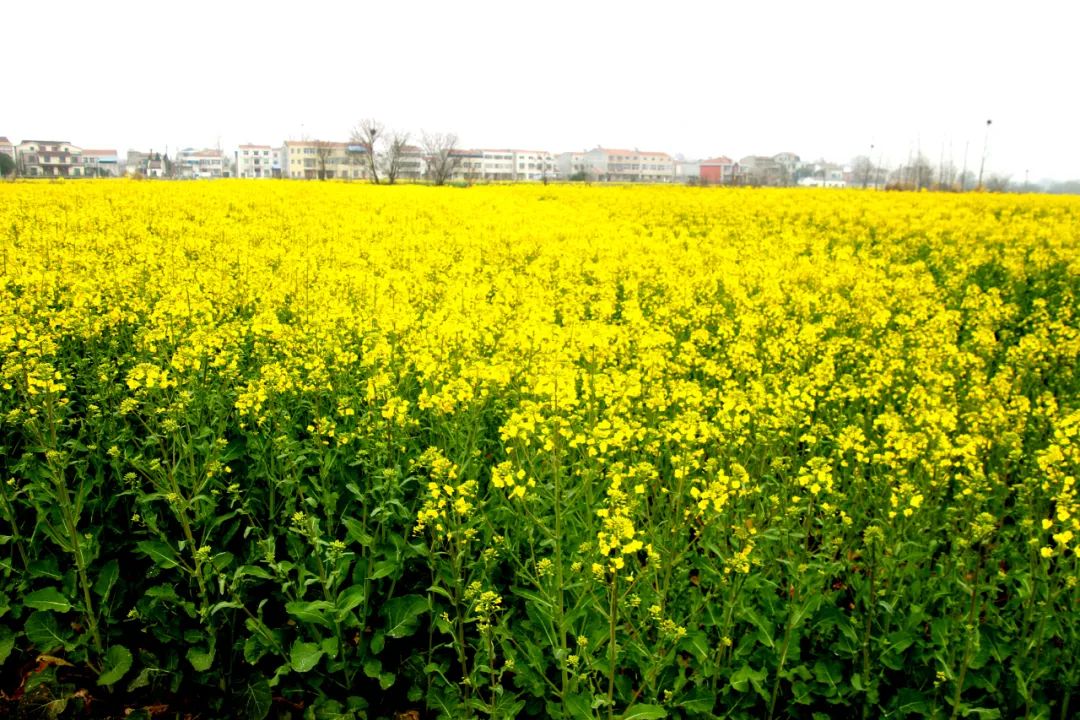 孝昌县花园镇千亩油菜花竞相绽放快和春天来场约会吧
