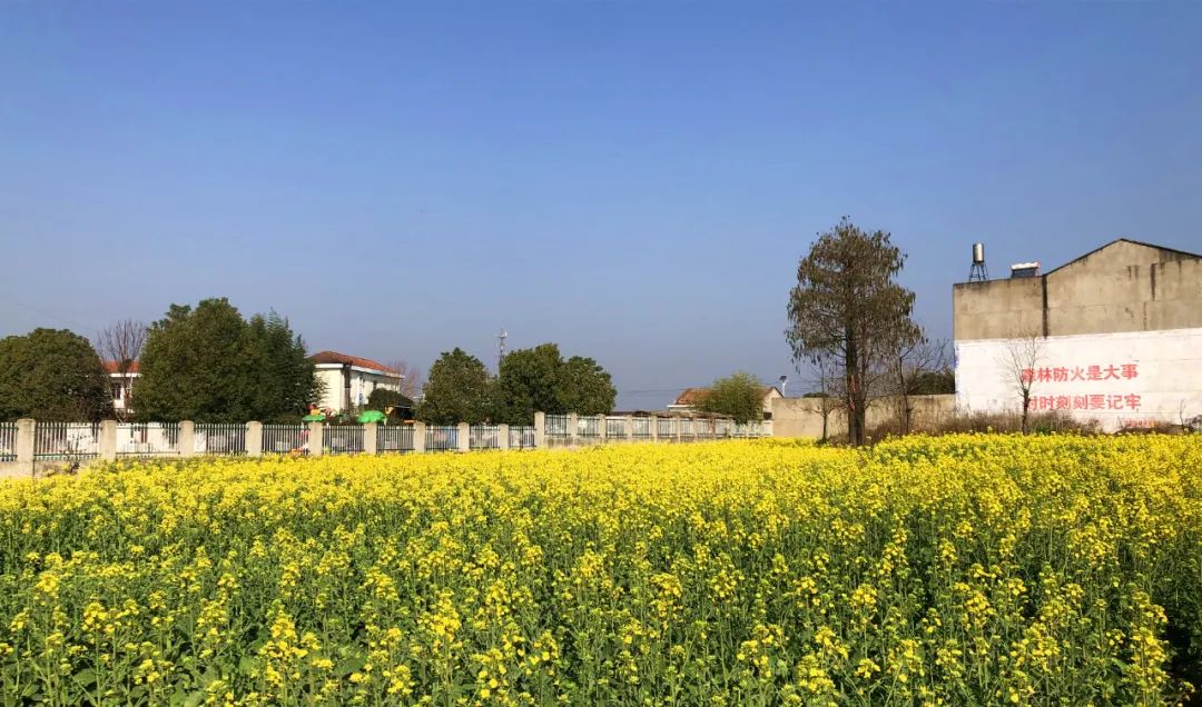 阳春三月 丰山镇诗意乡村"靓了"