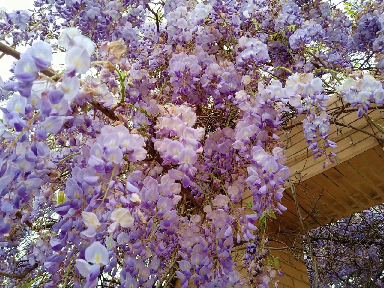 紫藤盛花期来啦孝昌这地能赏紫色瀑布