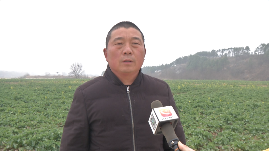 在孝昌县小河镇仙雨砦村300亩油菜基地,飞防工作人员现场配药,调试