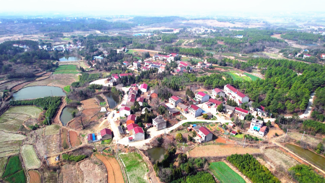 周巷镇村庄建在森林里绘就美丽乡村新图景