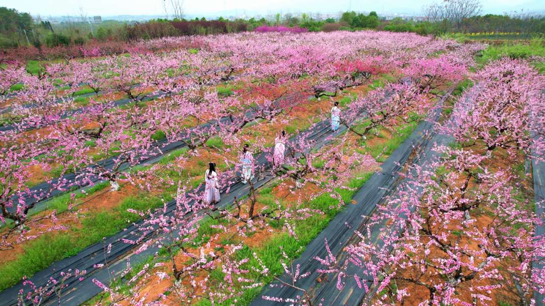 桃花小镇景点大全图片