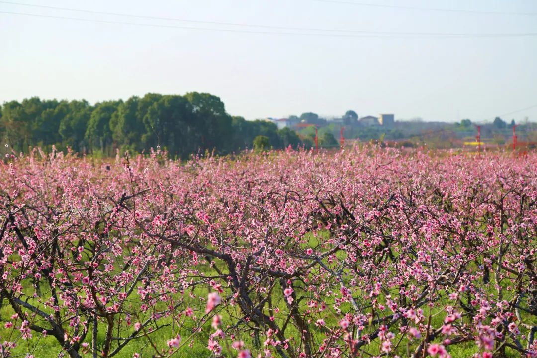 落鸦石村桃花节图片