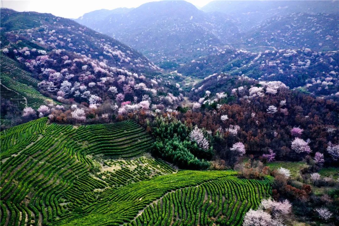 每年3月上中旬是野樱花盛花期,在大悟县三里城镇柏园村,分布在崇山