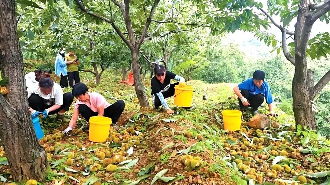 孝昌：2万亩板栗“笑脸”迎丰收