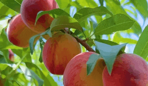 5e7c207d3918e8bb6e9ec94895e8e8f4.gif