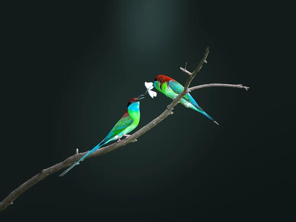 蓝喉蜂虎.jpg