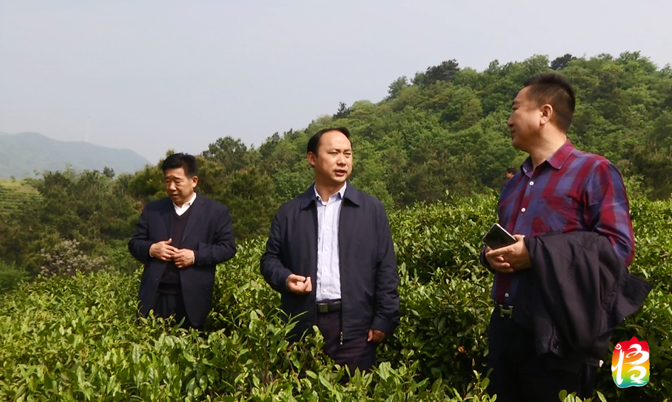 余德芳检查督办2018中国61大悟首届茶文化旅游节筹备工作
