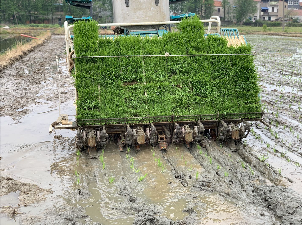 1万亩左右,可为近10万亩水田提供机插秧作业.