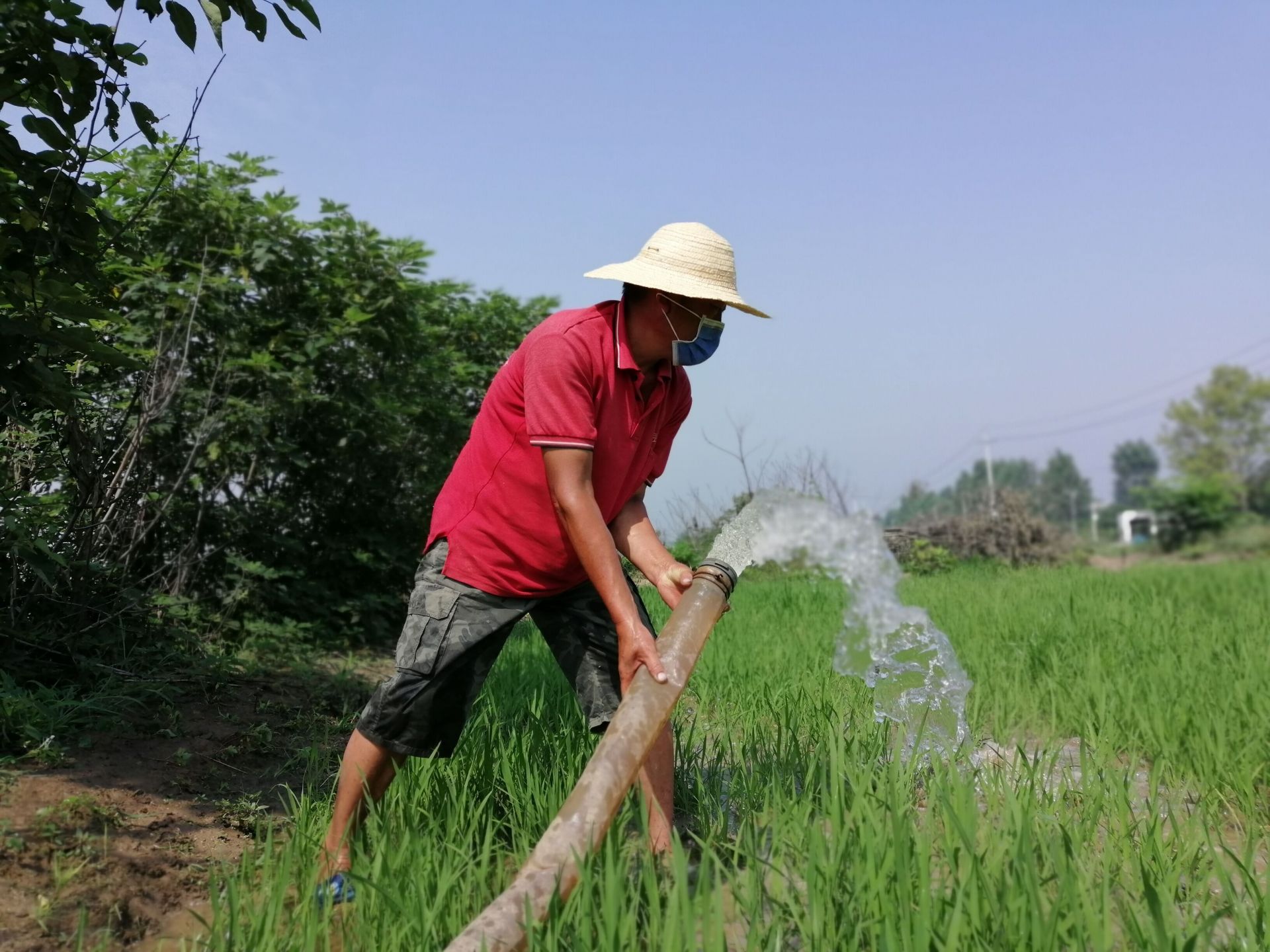 当前,正是水稻秧苗打药,施肥用水的关键时期,由于连日来气温偏高,降水