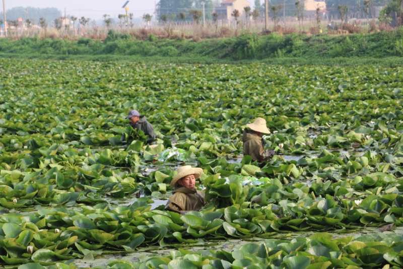 云梦县食用睡莲基地年可供全国市场800万斤