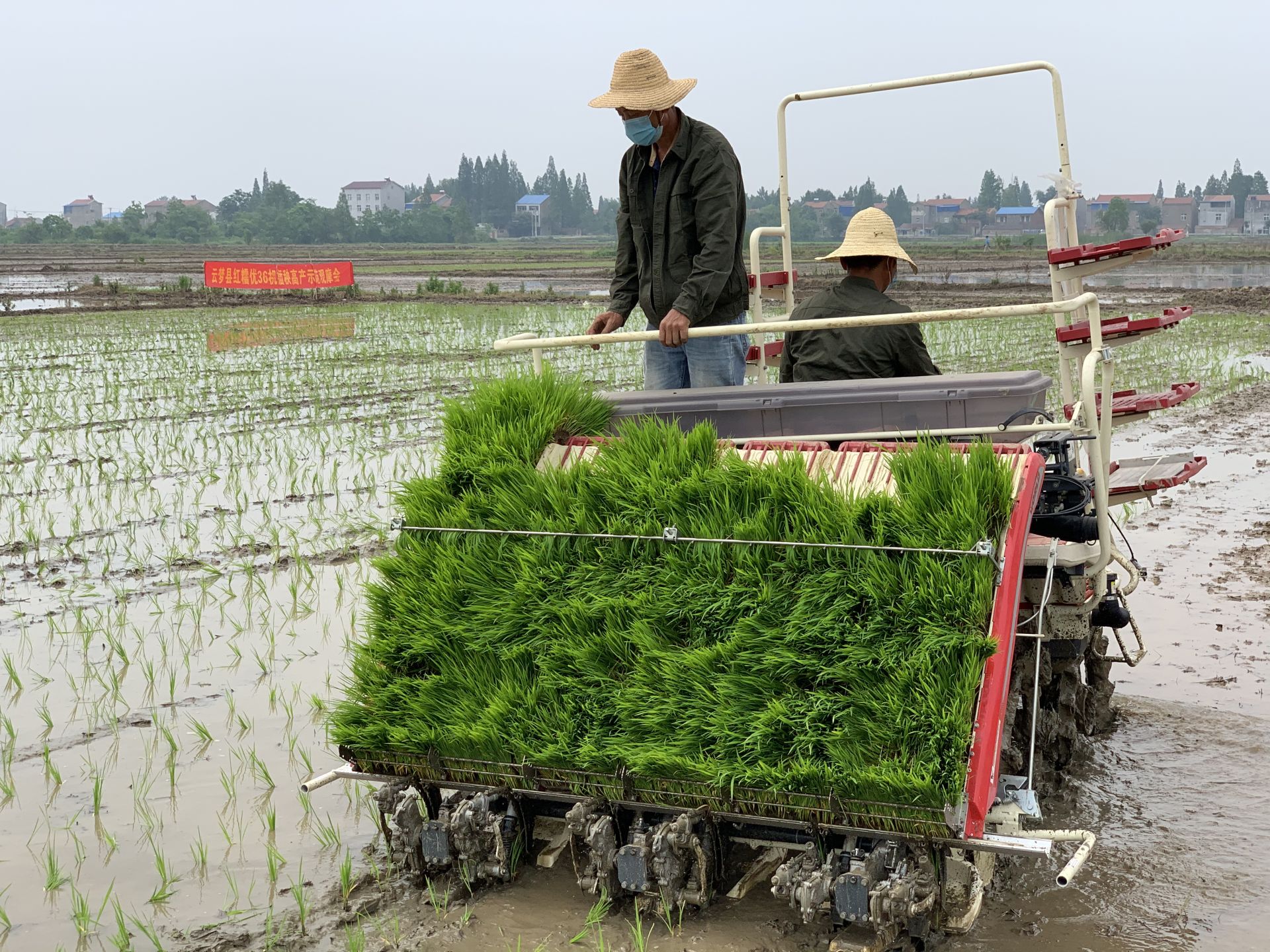 云梦推广水稻侧深施肥促进化肥减量增效