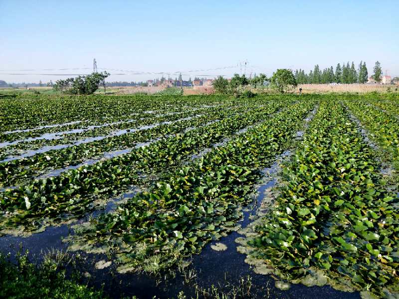 云梦县食用睡莲基地年可供全国市场800万斤
