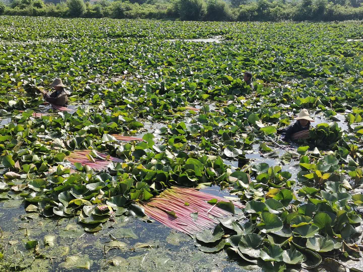 6月17号,在云梦利赢生态睡莲种植合作社基地,洁白的睡莲竞相怒放,一