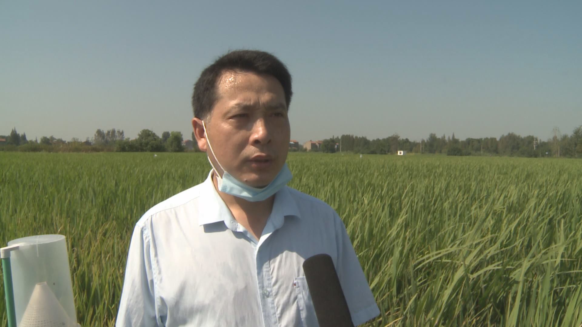 云梦县农业农村局开展"两迁"害虫应急防控_长江云 - 湖北网络广播电视