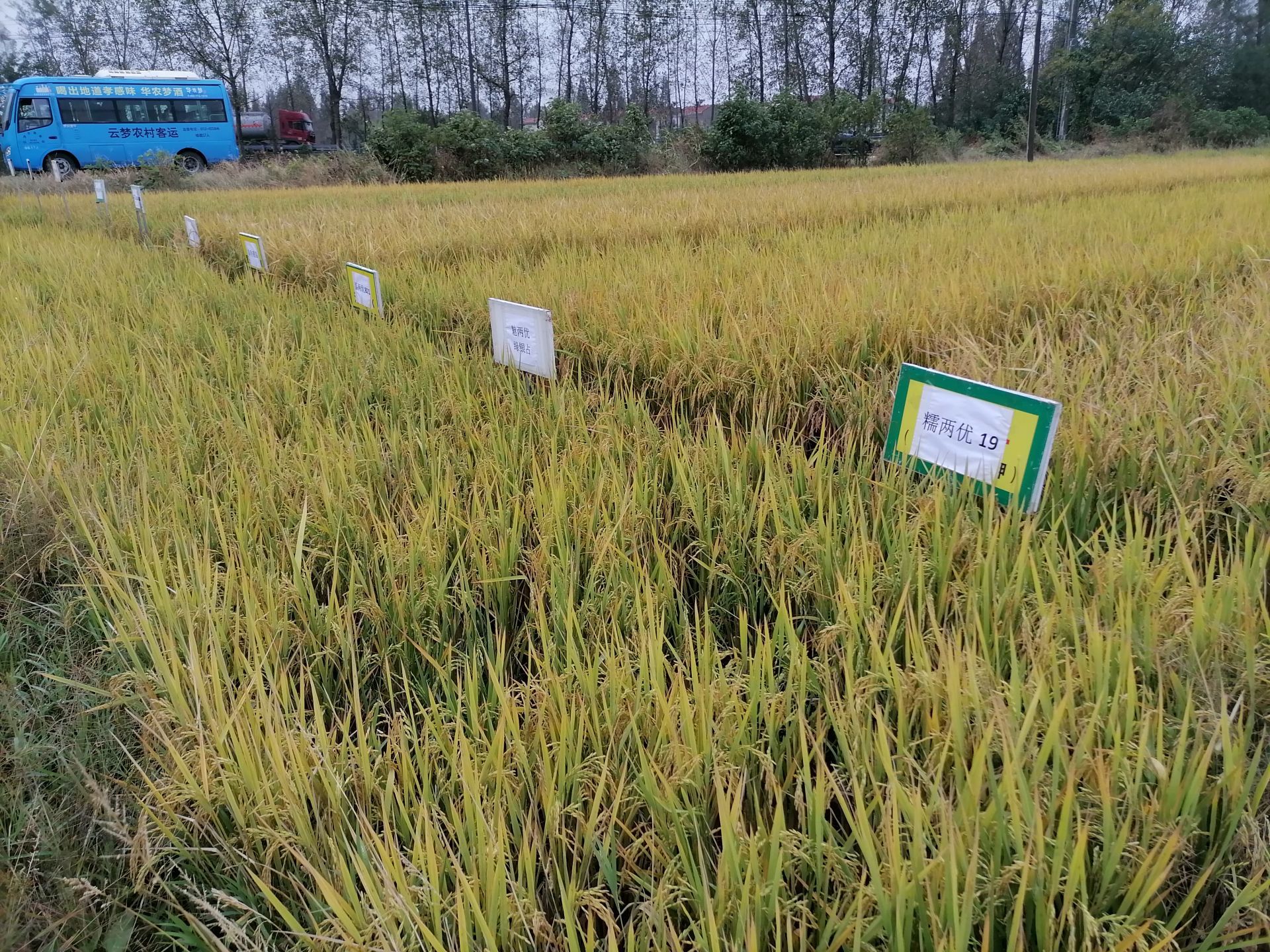 云梦12万亩再生稻丰收在望