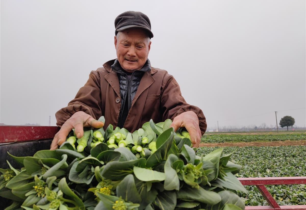 在蔬菜地,拖拉机轰隆隆耕耘着菜地,为安苗做准备;有的菜农在菜地忙着