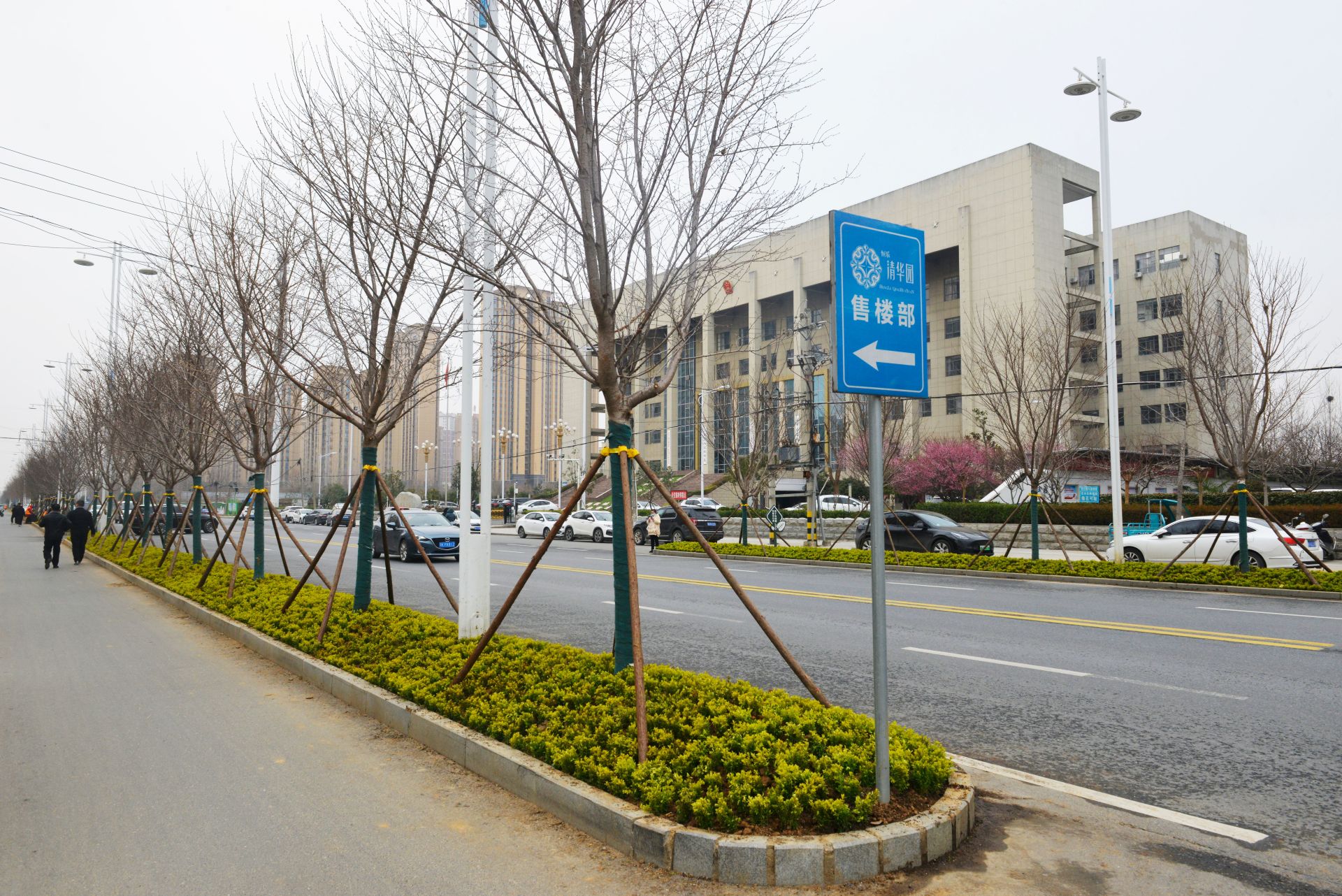 龙岗路绿化提升工程进展顺利