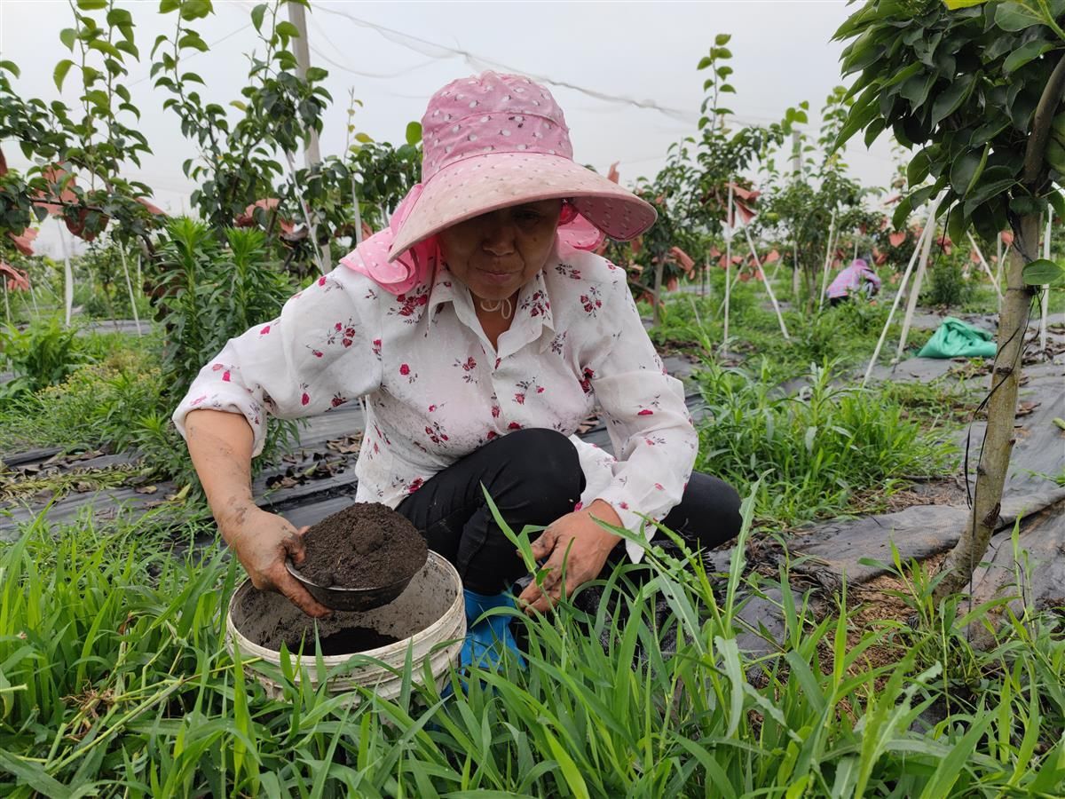 5月26日, 雲夢縣城關鎮邱聶村邱家灣楓莊採摘園組織勞力忙著果園管理.