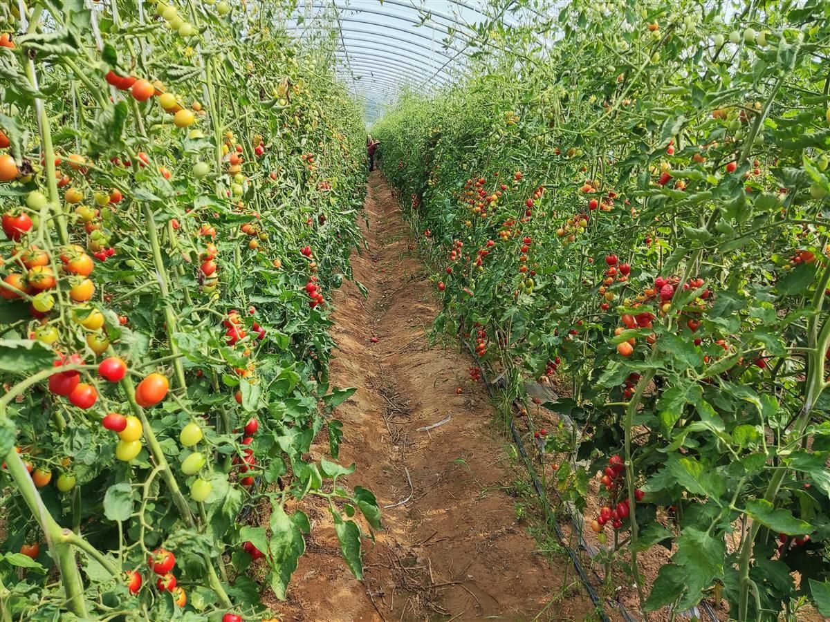 云梦:小番茄熟了,社区居民的口袋也鼓了_云上云梦