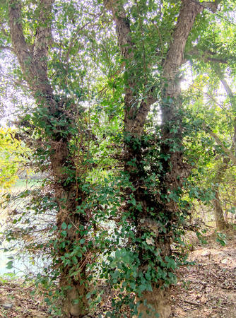 云梦:柞木树,难得一见_云上云梦