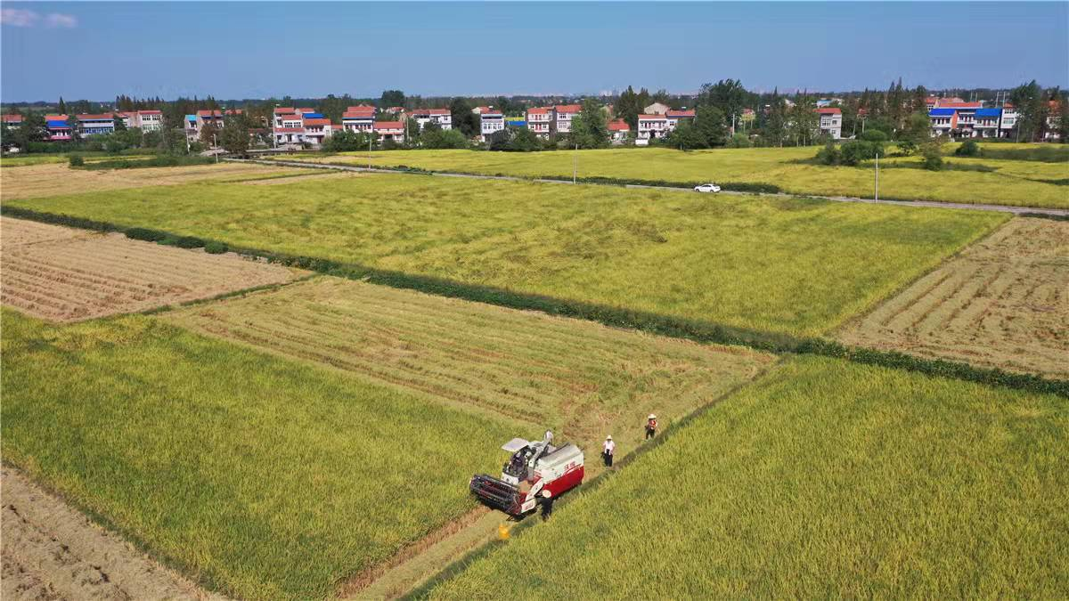 孝感云梦县道桥镇米袋子菜篮子鼓起了乡亲们的钱袋子