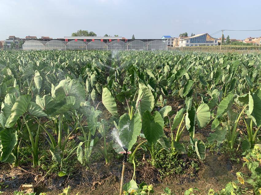 孝感云梦:荔浦芋头引进村 空闲地里增效益