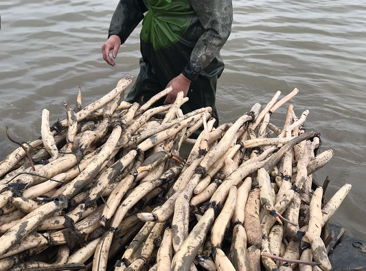 舌尖上的美味嘉鱼湖地野藕