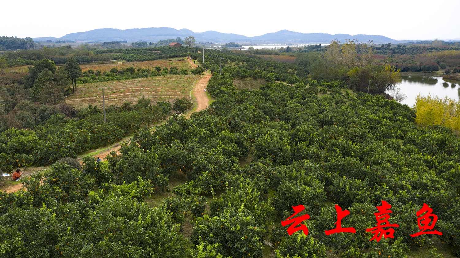 位于珍湖湖畔的花果山依山傍水,环境优美,空气清新,336亩果园,盛产佳