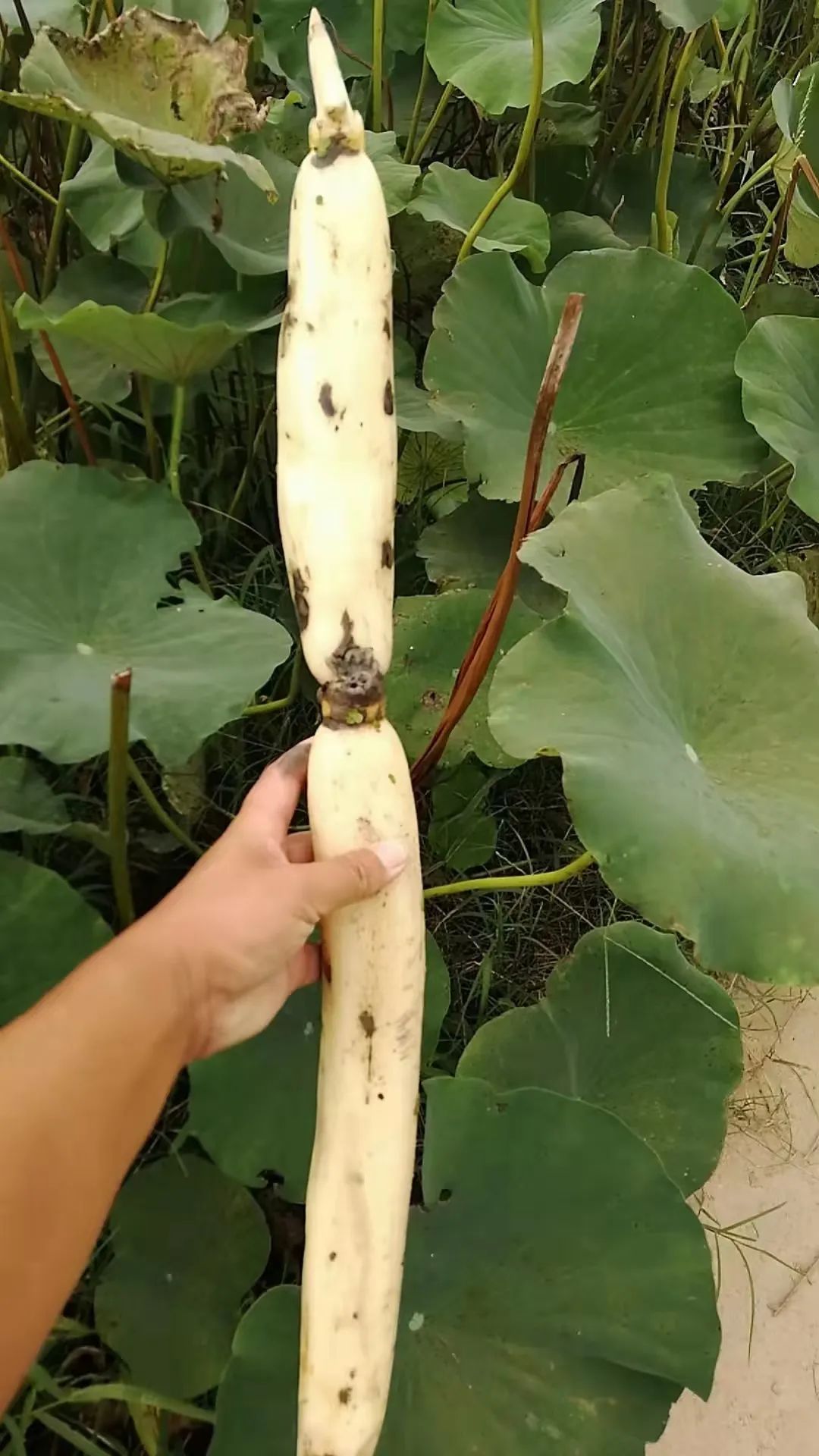 深秋邂逅嘉鱼野藕