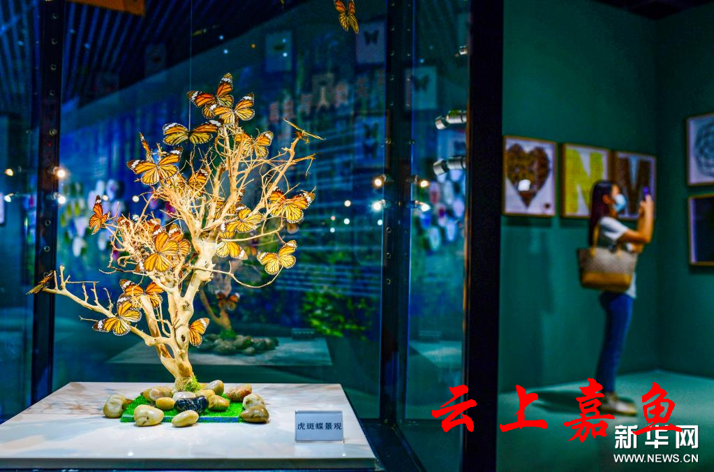 8月31日,观众在内蒙古自然博物馆观看昆虫展.