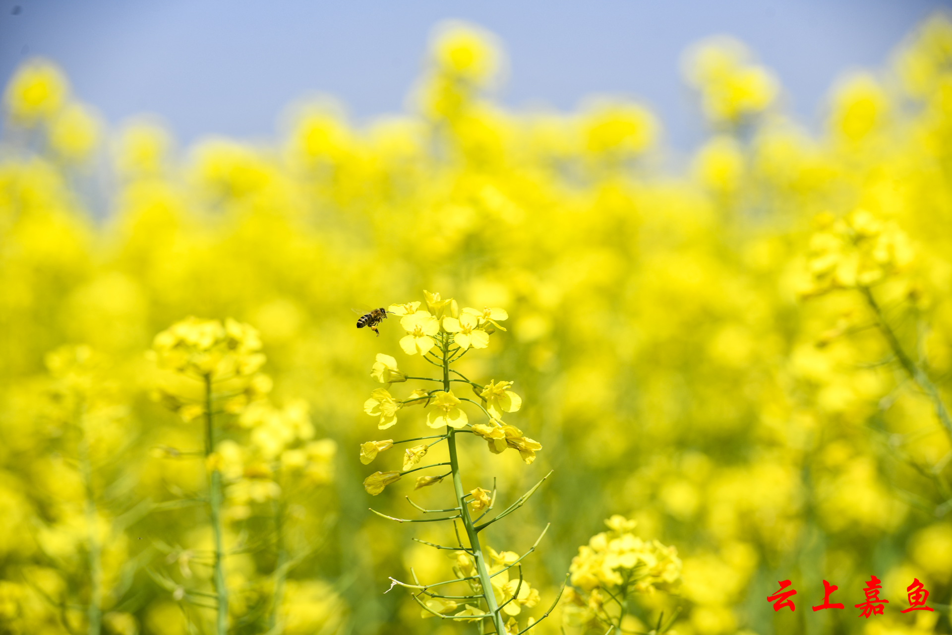 咸宁嘉鱼 春色润笔油菜花田画春天