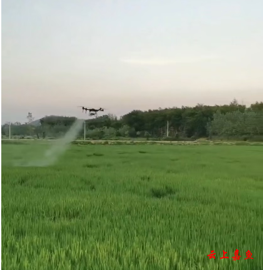 高铁岭镇:无人机撒药防病害稳产量