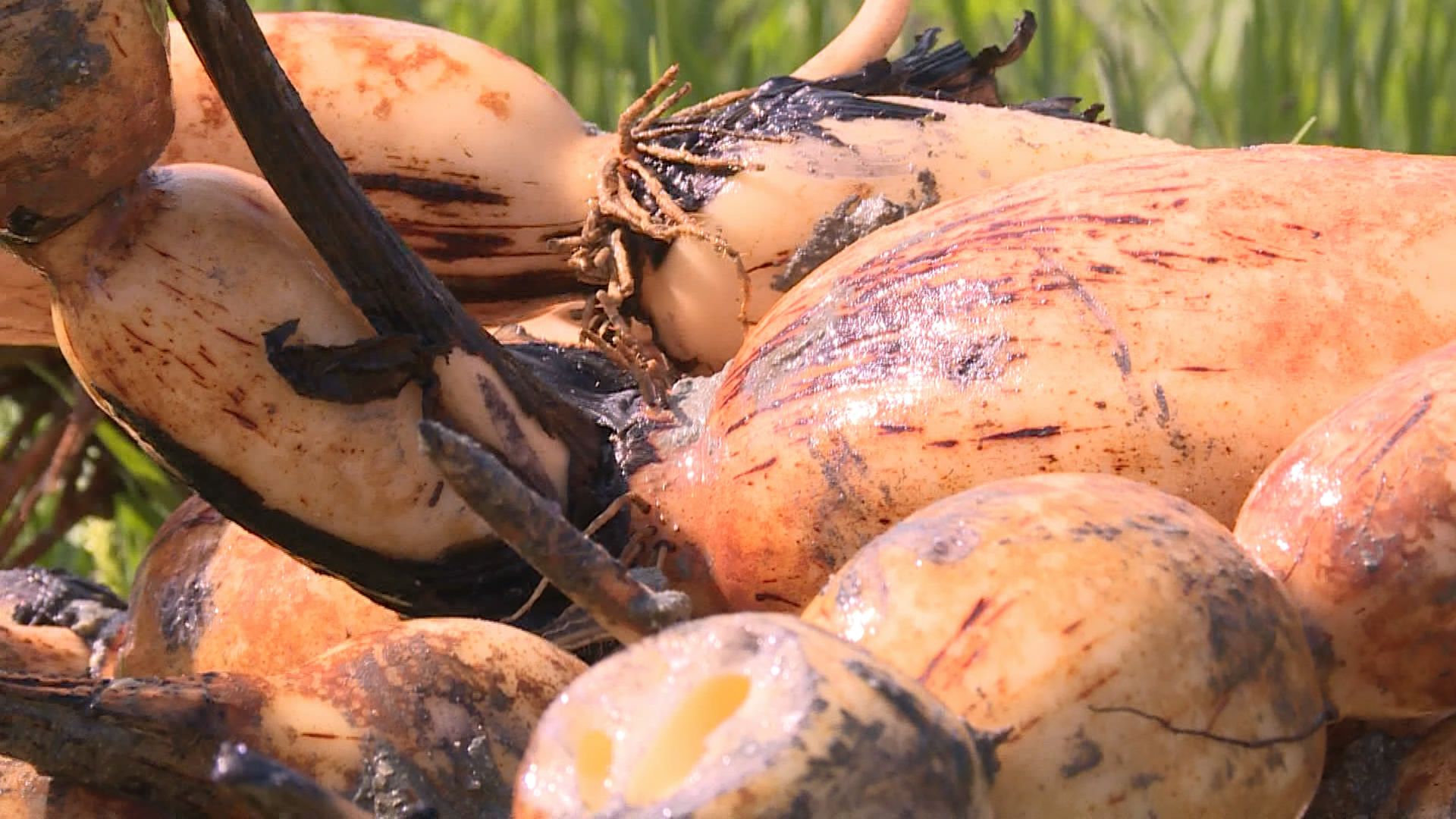 马港踏水村优质田藕成熟待售
