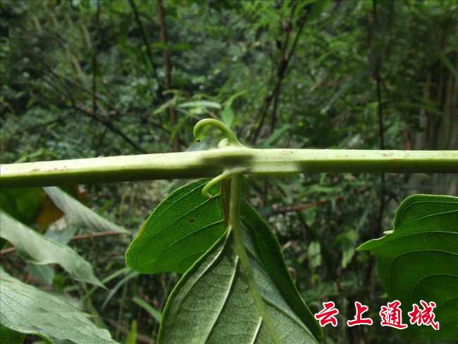 靳蛇"被明代医圣李时珍在药姑山采药时其中"荞壳斗"蛇野生动物药材100