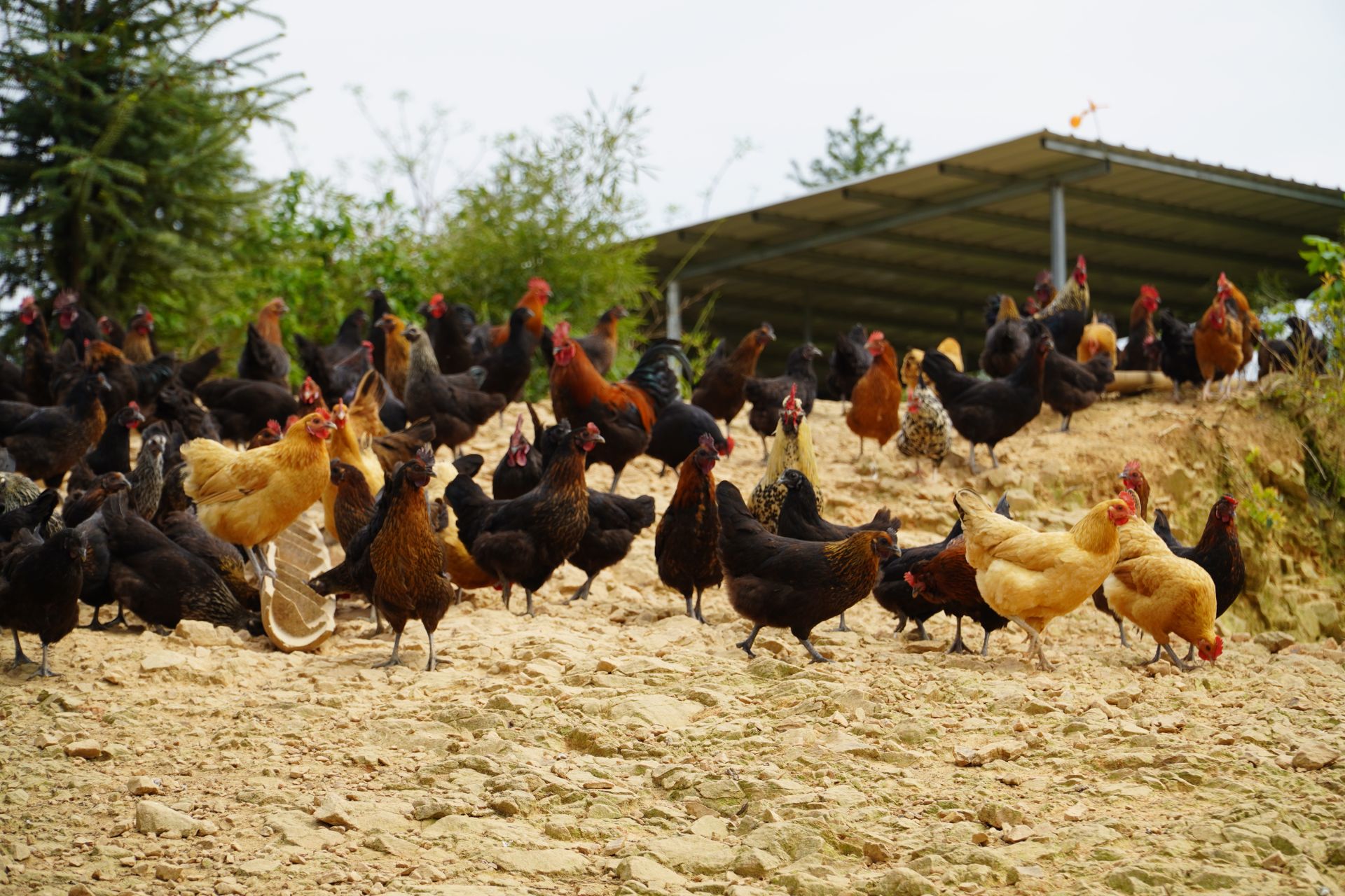 战疫情促农业发展郑普雄养殖生态土鸡啄开致富路